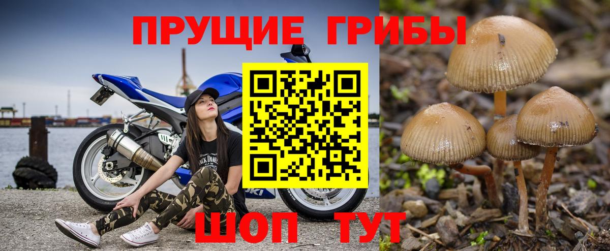Галлюциногенные грибы GOLDEN TEACHER  Вход с VPN  Галлюциногенные грибы Psilocybe  сколько стоит  Чайковский 